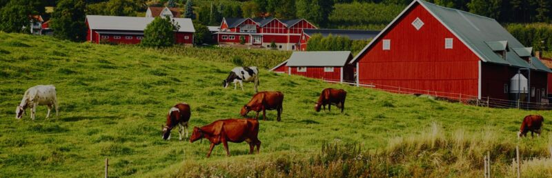 Cows in Field