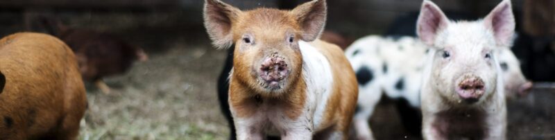 Two Pigs