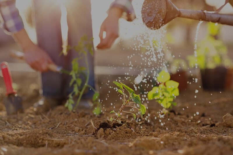watering plant