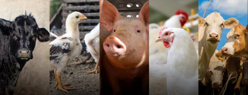Livestock Feeds