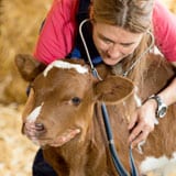 https://www.augustacoop.com/wp-content/uploads/2018/02/animal-health.jpg